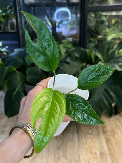 Epipremnum Pinnatum Marble Variegata/ regres #1