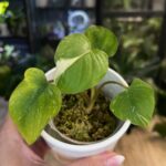 Homalomena Rubescens variegata #2