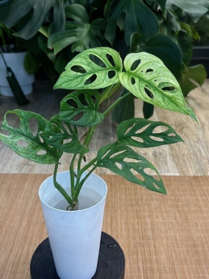 Monstera adansonii variegata #1