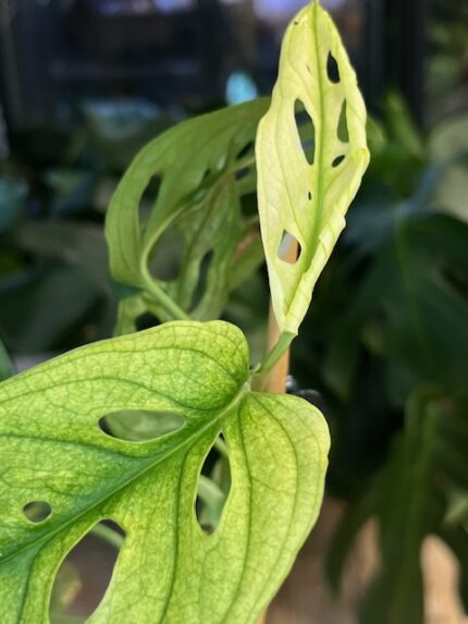 Monstera adansonii variegata #6