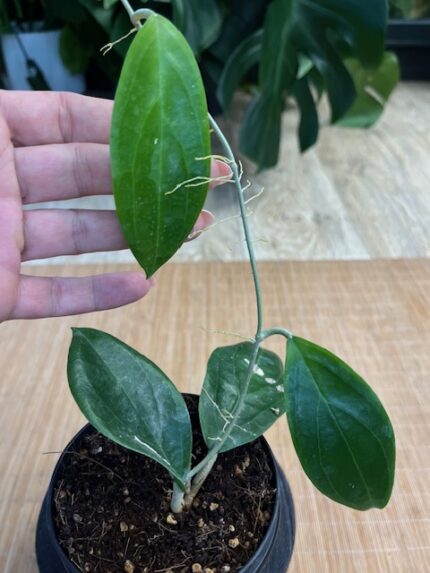 Hoya UT 033 #1