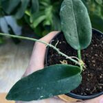 Hoya onychoides #1