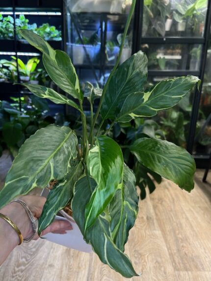 Spathiphyllum Pikaco #1 / XL