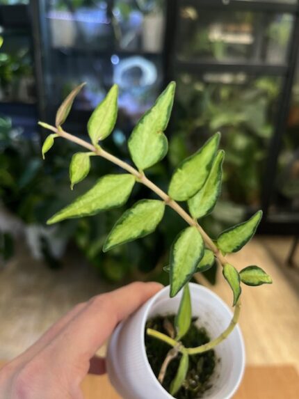 Hoya luis bois #6