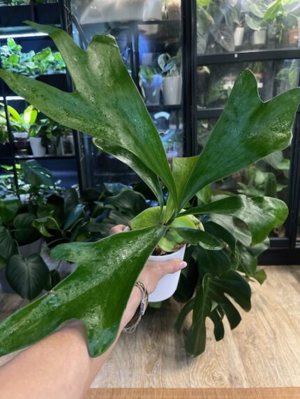 Platycerium moose #1
