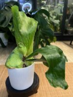 Platycerium alcicorne x elephantotis #1 - obrazek 5