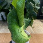 Platycerium alcicorne x elephantotis #1