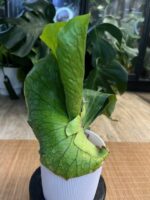 Platycerium alcicorne x elephantotis #1