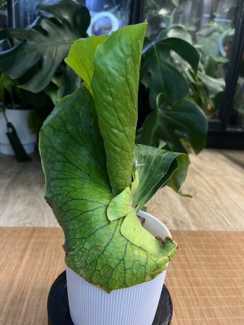 IMG_5560 Platycerium alcicorne x elephantotis #1 - obrazek 1