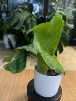 Platycerium alcicorne x elephantotis #1 - obrazek 2