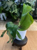 Platycerium alcicorne x elephantotis #1 - obrazek 3