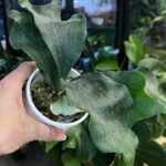 Platycerium hillii ‘Raijin’ #1