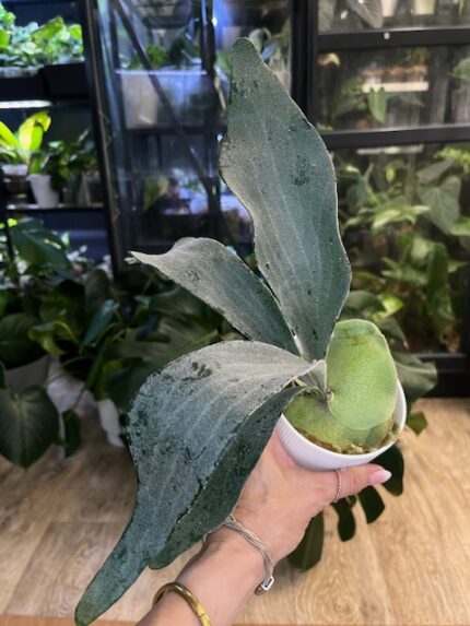 Platycerium Omo 'White Lover' #1
