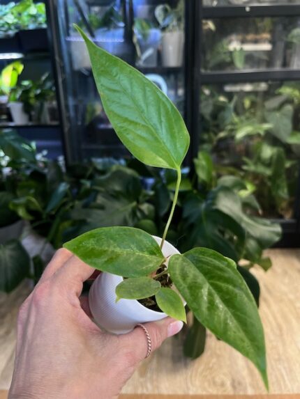 Anthurium Insigne