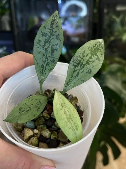 Hoya lacunosa Leopard Skin / niezwykła hoja o unikatowym wzorze liści #3