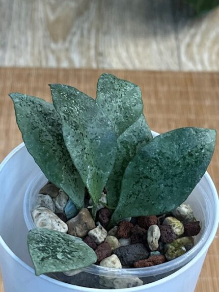 Hoya lacunosa Leopard Skin / niezwykła hoja o unikatowym wzorze liści #4