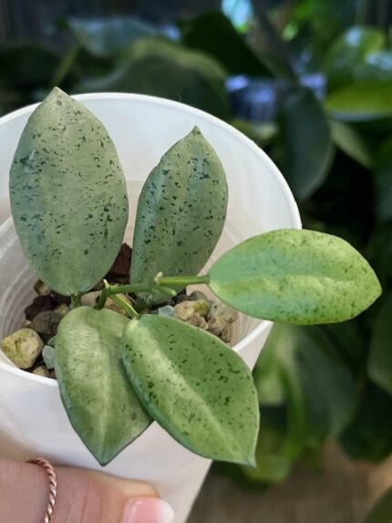 Hoya lacunosa Silver ‘Mint Coin’ (True) #1