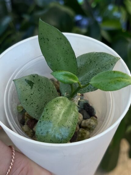 Hoya lacunosa Silver ‘Mint Coin’ (True) #2