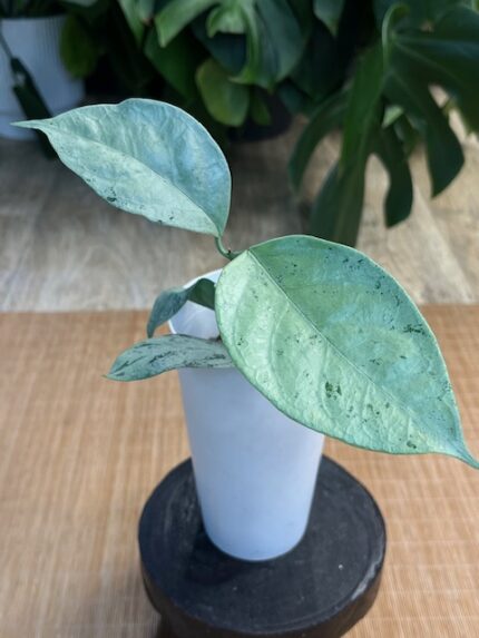 Hoya Coriacea Silver #3