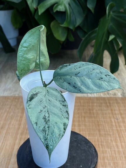 Hoya Coriacea Silver #2