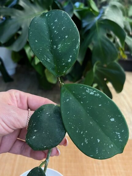 Hoya obovata ‘Splash’ #4