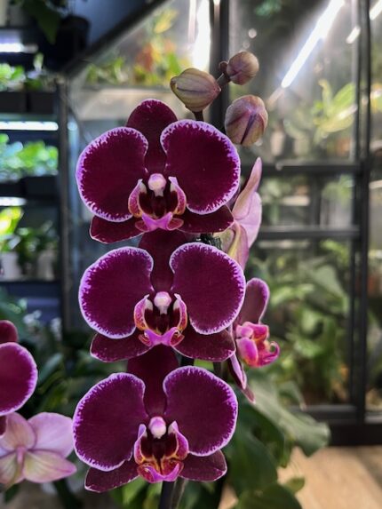 Phalaenopsis Debora / storczyk