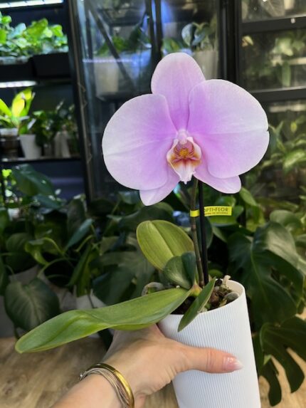 Phalaenopsis Singolo Mino / storczyk / bardzo duży kwiat