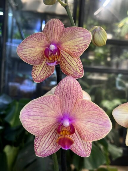 Phalaenopsis Baldan’s Kaleidoscope / storczyk
