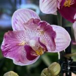 Phalaenopsis Crazy Daisy ‘Peloric’ / storczyk