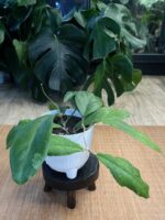 Hoya Chicken Farm #1 - obrazek 4