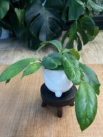 Hoya Chicken Farm #1 - obrazek 6
