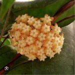 Hoya Chicken Farm #1 - obrazek 2