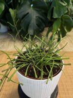 Hoya Retusa