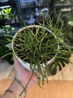 Hoya Retusa - obrazek 3