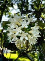 Hoya Versteegii #1 - obrazek 2