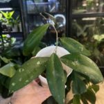 Hoya fauziana ssp. angulata #1