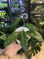 Hoya fauziana ssp. angulata #1