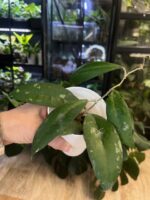 Hoya fauziana ssp. angulata #1 - obrazek 4