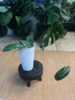 Hoya fauziana ssp. angulata #1 - obrazek 5