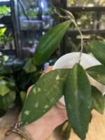 Hoya fauziana ssp. angulata #1 - obrazek 6