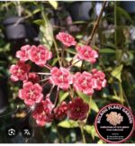 Hoya fauziana ssp. angulata #1 - obrazek 2