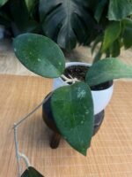 Hoya sp. Vietnam - obrazek 3