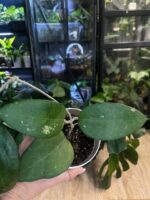 Hoya sp. Vietnam - obrazek 2