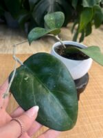 Hoya sp. Vietnam - obrazek 4