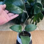 Hoya sp. Vietnam