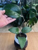 Hoya sp. Vietnam