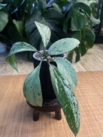 Hoya pubicalyx 'Pink Silver Ghost' #3 - obrazek 5