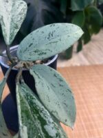 Hoya pubicalyx 'Pink Silver Ghost' #3 - obrazek 2