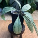 Hoya pubicalyx 'Pink Silver Ghost' #3