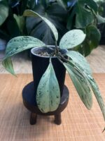 Hoya pubicalyx 'Pink Silver Ghost' #3